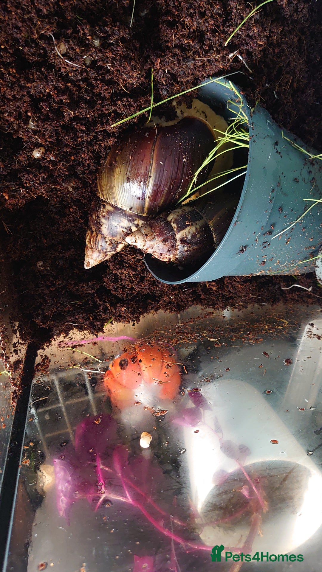 Snails invertebrates for sale: Baby Giant African Land Snails  - Image 4