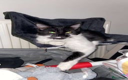 Mixed Breed cats for sale: 1 year old neutered male long haired cat - Image 1