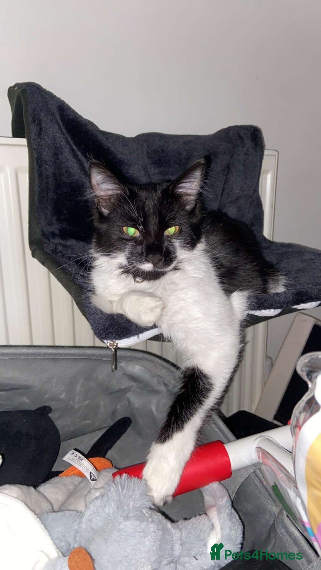 Mixed Breed cats for sale: 1 year old neutered male long haired cat - Image 1