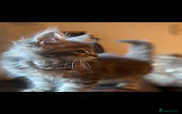 Maine Coon cats for sale: Xl Stunning Maine coon kittens  - Image 21