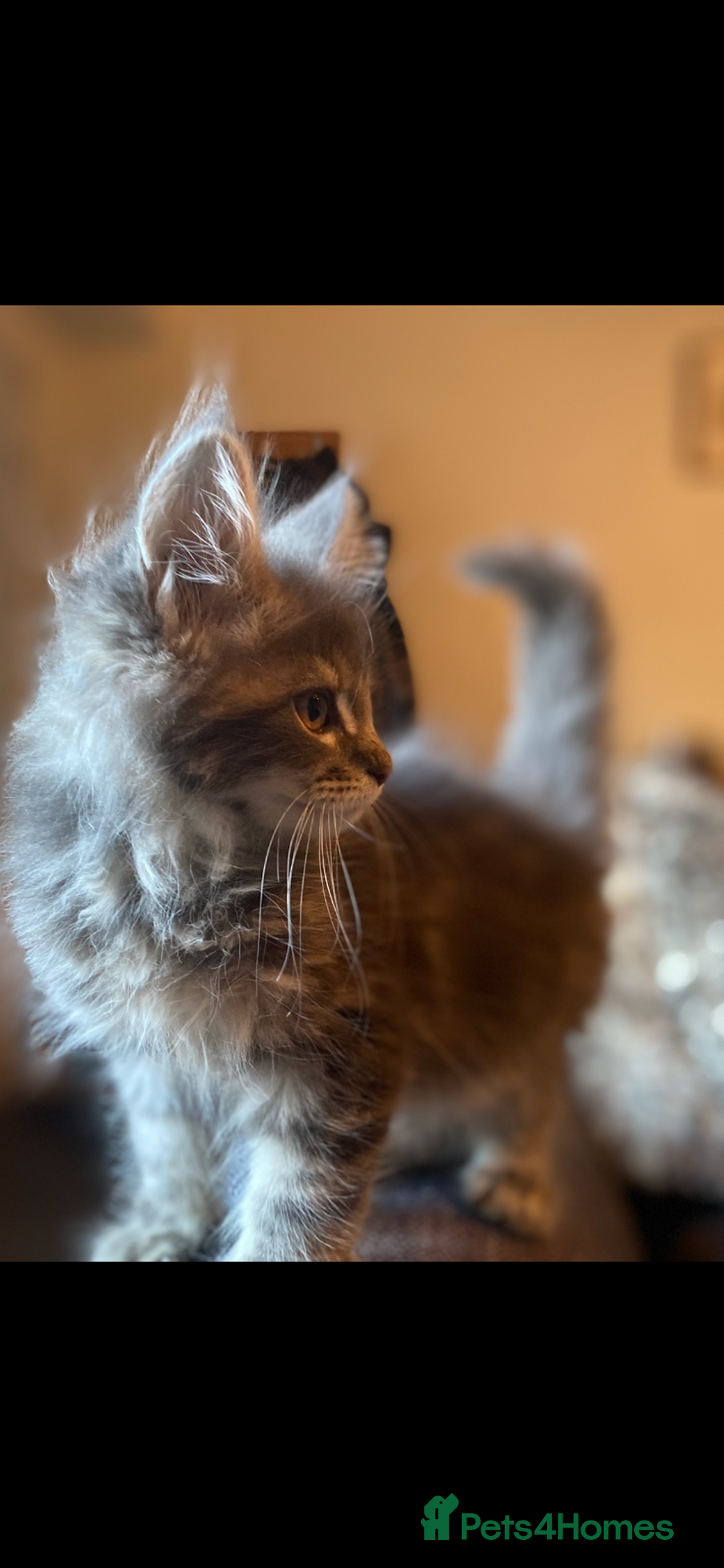 Maine Coon cats for sale: Xl Stunning Maine coon kittens  - Image 21
