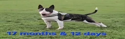 English Bull Terrier dogs for stud: "Pedigree Perfection" one of the best in the world - Advert 11