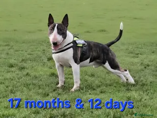 English Bull Terrier dogs TOP PEDIGREE IN UK, CRUFTS QUALIFIER, CHAMP FAMILY - Advert 2