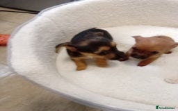 Chorkie dogs for sale: Chihuahua x Yorkshire terrier  - Image 8