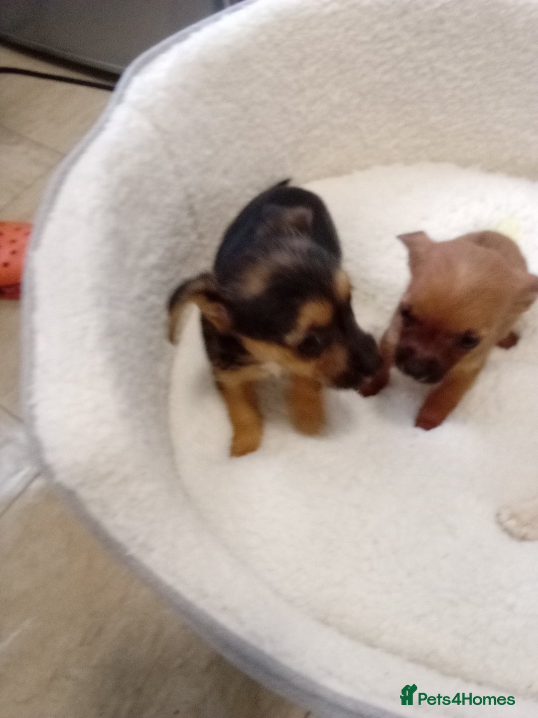 Chorkie dogs for sale: Chihuahua x Yorkshire terrier  - Image 8