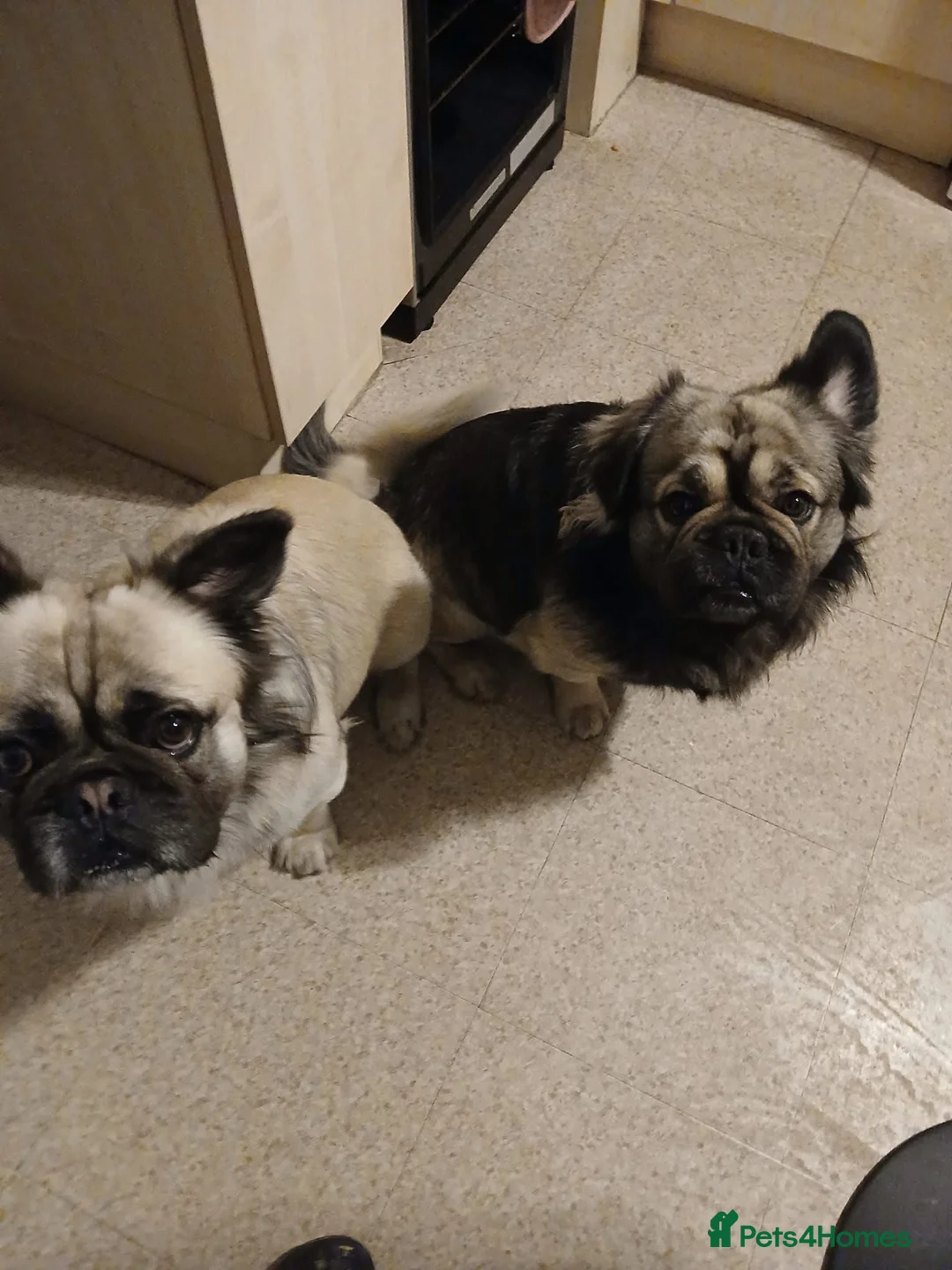French Bulldog dogs for sale: Fluffy French bulldogs - Advert 4