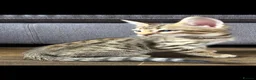 Bengal cats for sale: Beautiful Bengal cross kittens  - Advert 21