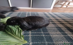 Mini Lion Lop rabbits for sale: Mini lop X mini lion head  - Image 6