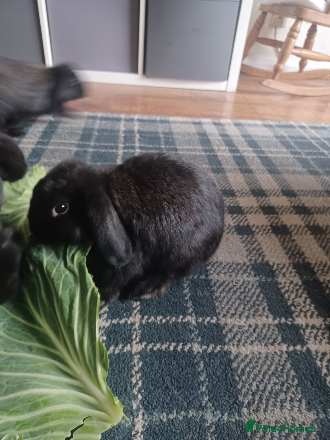 Mini Lion Lop rabbits for sale: Mini lop X mini lion head  - Image 6