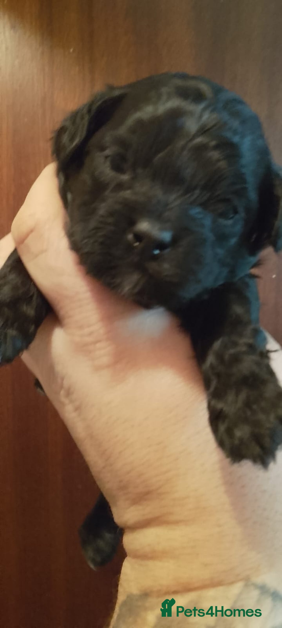 Shihpoo dogs for sale: Last f1b shihpoo left £850 - Advert 11