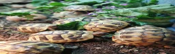 Hermann Tortoise reptiles for sale: Hermann Tortoises  - Advert 1