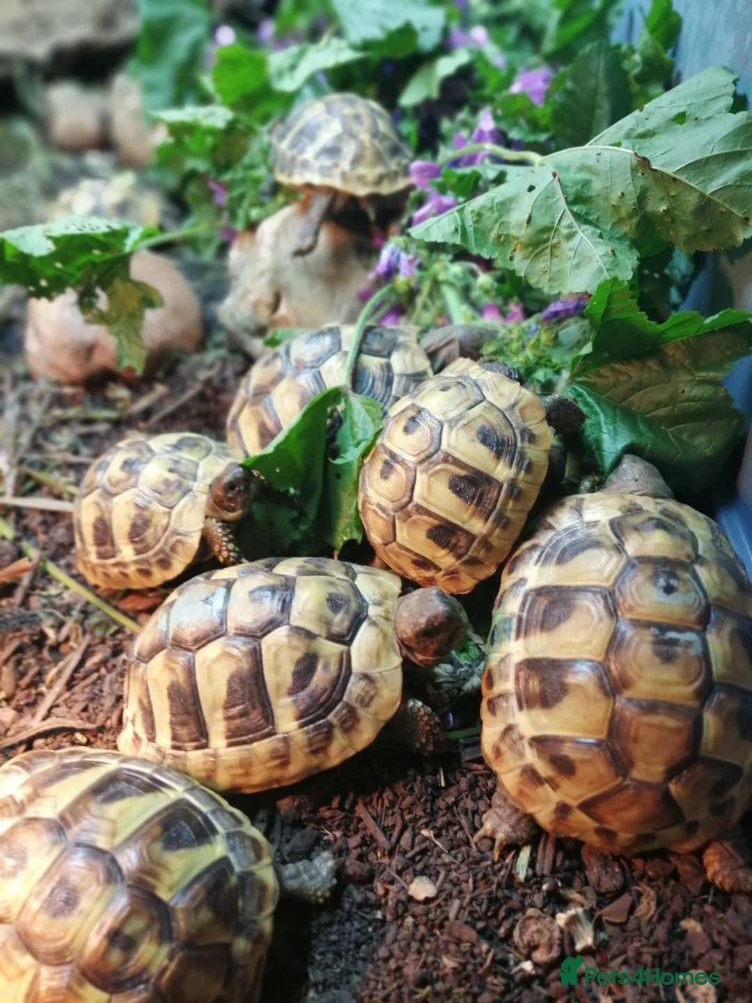Hermann Tortoise reptiles for sale: Hermann Tortoises  - Advert 1