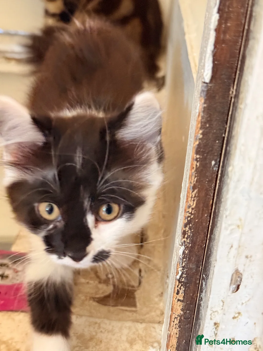 British Longhair cats for sale: 2 adorable mix coloured fluffy kittens  - Advert 8