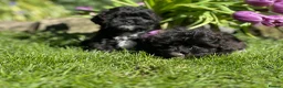 Shihpoo dogs for sale: Stunning shihpoo pups ready now  - Advert 4