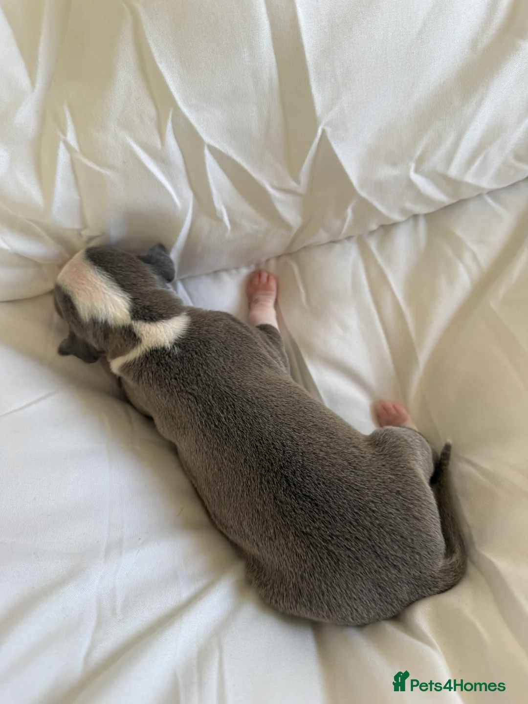 Italian Greyhound dogs for sale: 2 LEFT KC Italian greyhound puppies  - Advert 22