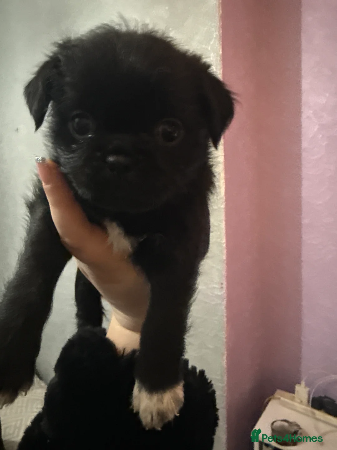 Mixed Breed dogs for sale: Pug cross shihtzu puppies for sale  - Advert 7
