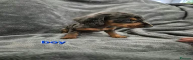 Miniature Dachshund 2 silver dapple boy