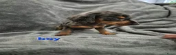 Miniature Dachshund dogs for sale: Dachsund puppies ready end of oct  - Advert 7