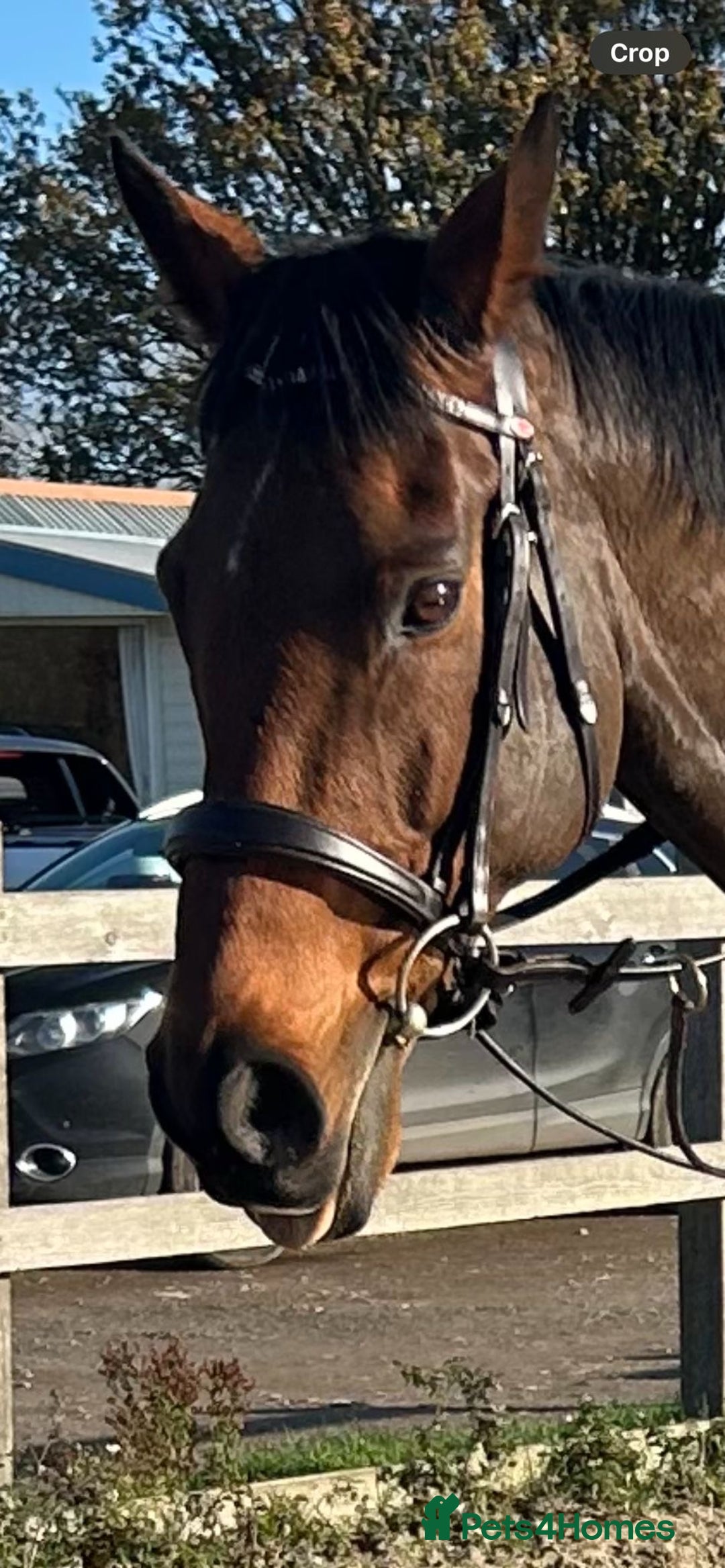 English Thoroughbred horses for sale: Super safe alrounder gelding  - Advert 25