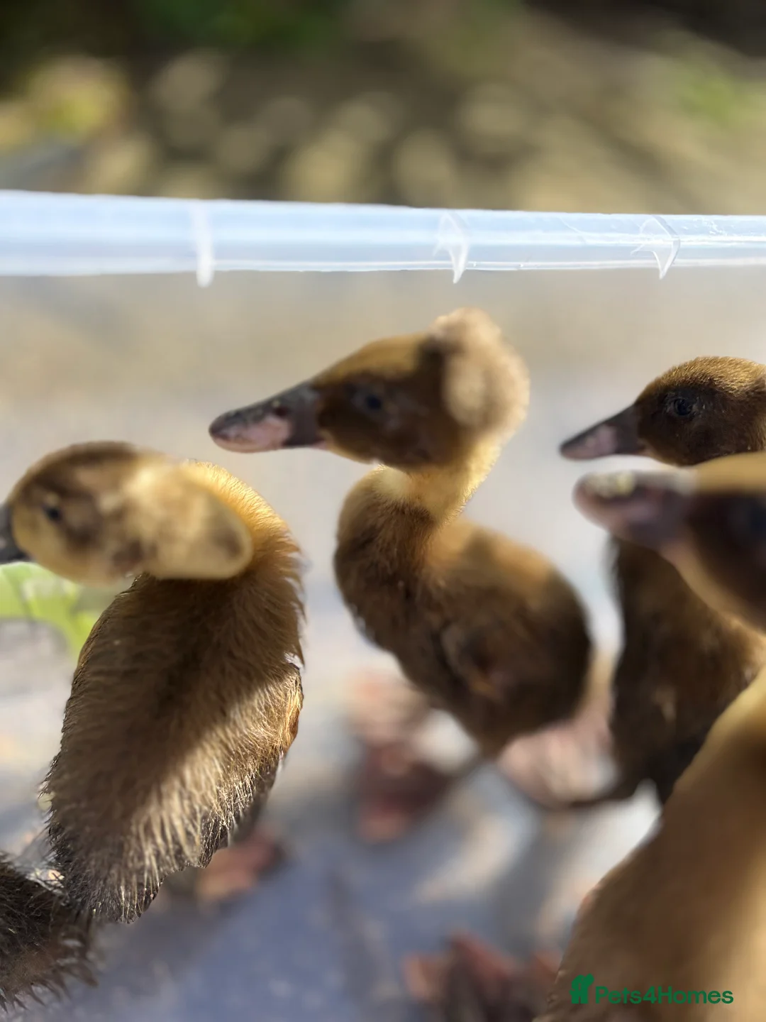 Mixed Breed poultry for sale: Khakai Campbell and Bali runner ducks  - Advert 2