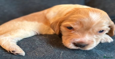 Cocker Spaniel dogs - Advert 14