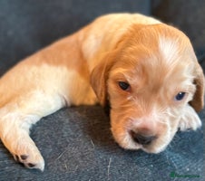 Cocker Spaniel dogs - Advert 2