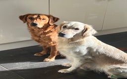 Golden Retriever dogs for sale: Beautiful KC Registered Golden Retrievers - Image 9