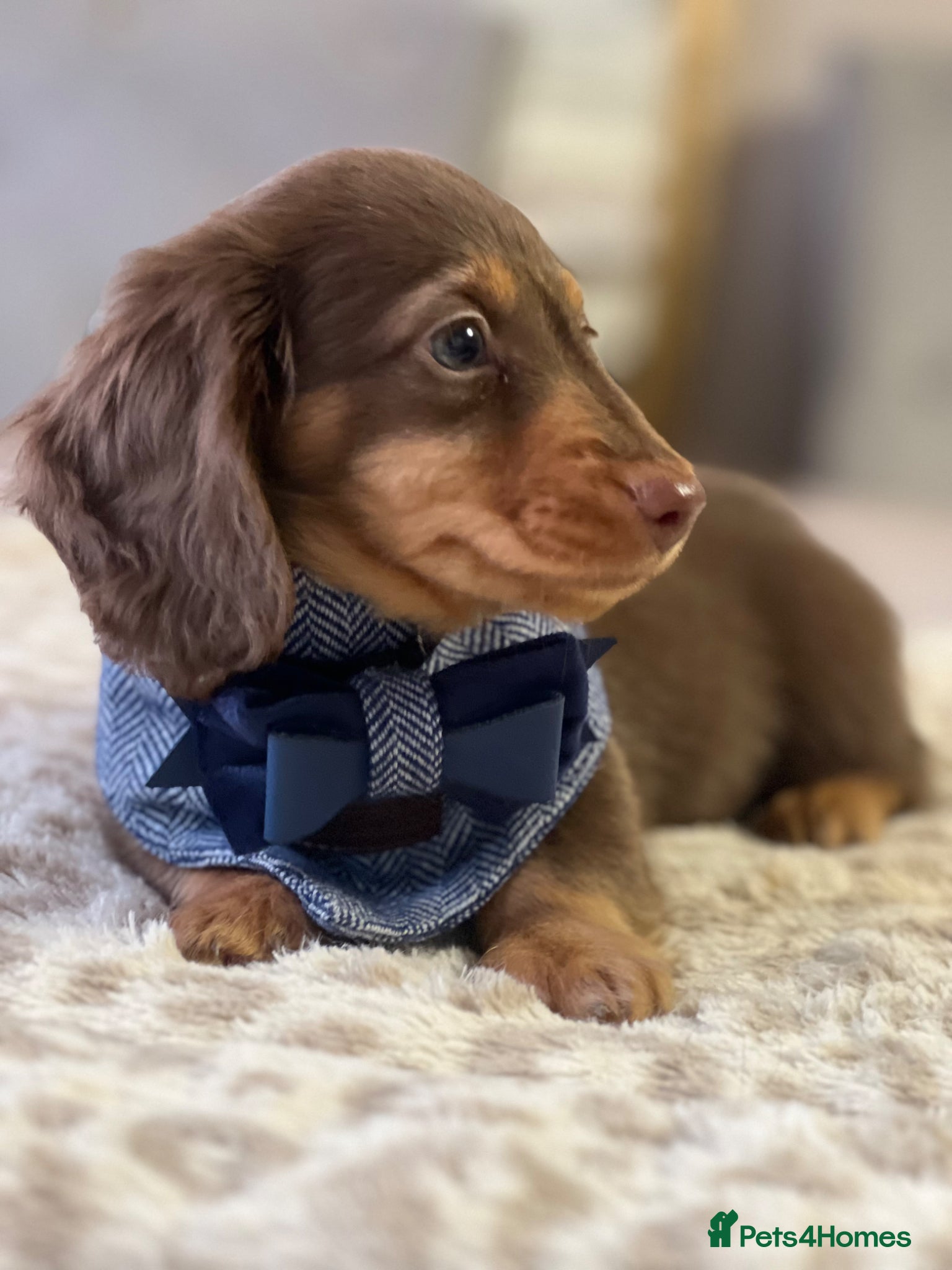 Miniature Dachshund dogs 🐾 Stunning Chocolate Cream Mini Longhair Boys ✨🐶 - Advert 6