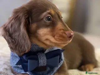 Miniature Dachshund dogs 🐾 Stunning Chocolate Cream Mini Longhair Boys ✨🐶 - Advert 6