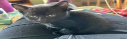 Mixed Breed cats for sale: Kittens for sale, farm bred, home reared in Chippenham - Advert 14