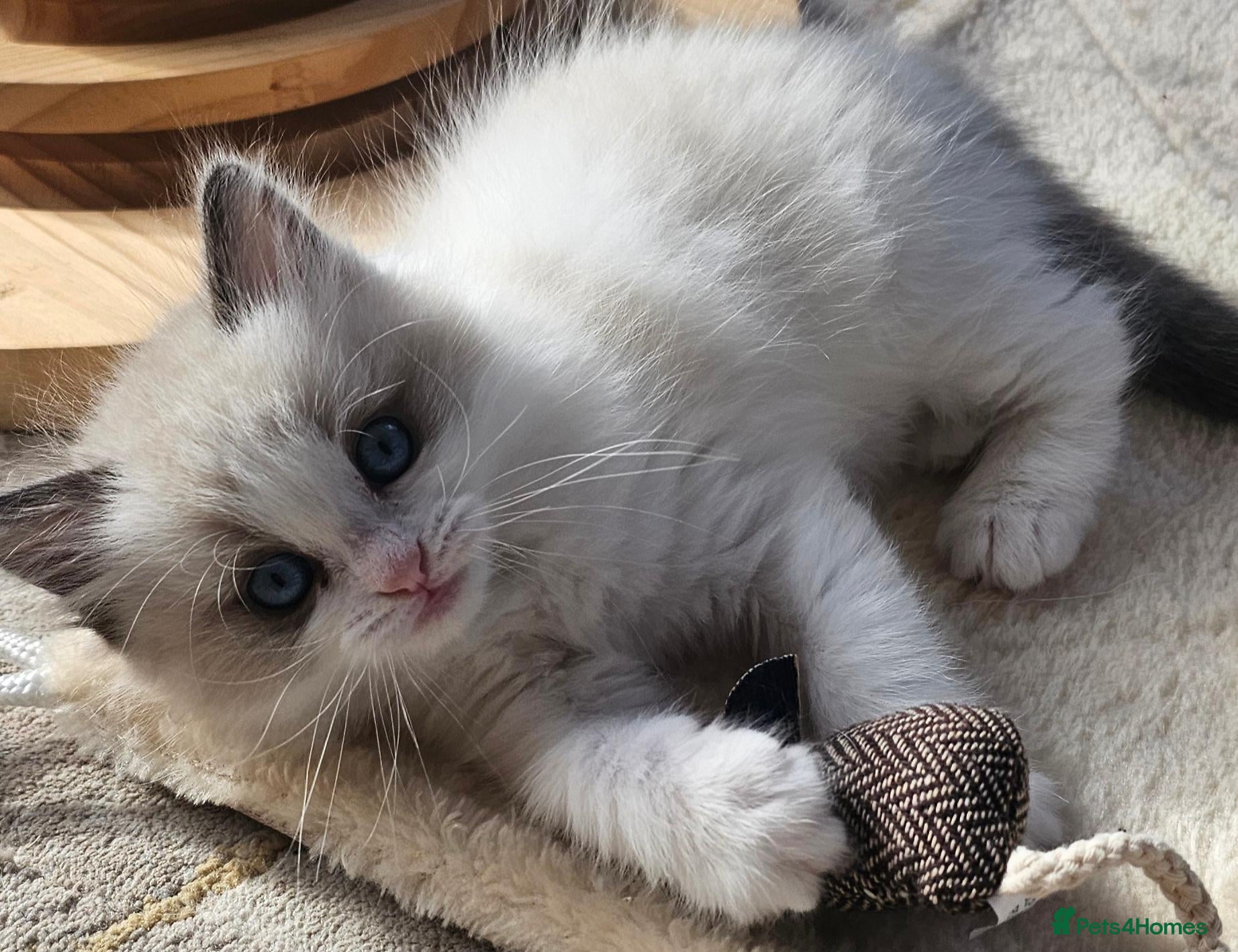 Ragdoll cats Purebred Pedigree Ragdoll kittens - Advert 1