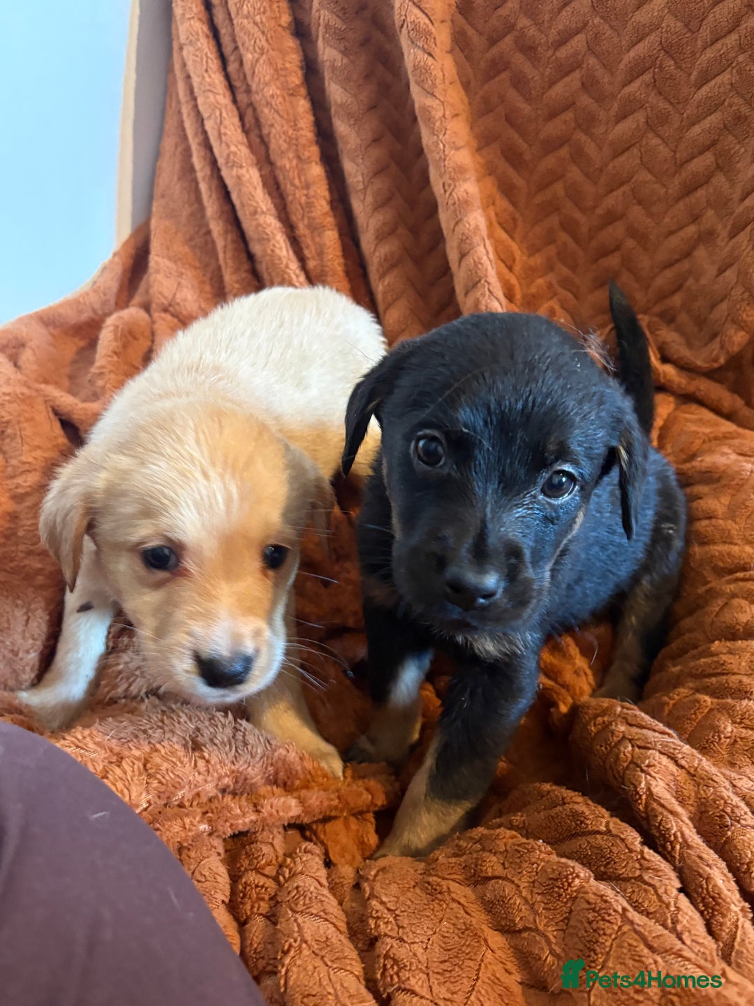 Mixed Breed dogs for sale: LABRADOR PUPS - Advert 6