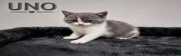 British Shorthair cats for sale: CHAMPION BLOODLINE BI-COLOURS - Advert 7
