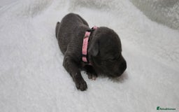 Staffordshire Bull Terrier dogs for sale:  Blue Staffy puppies for sale KC REGISTERED  - Image 7