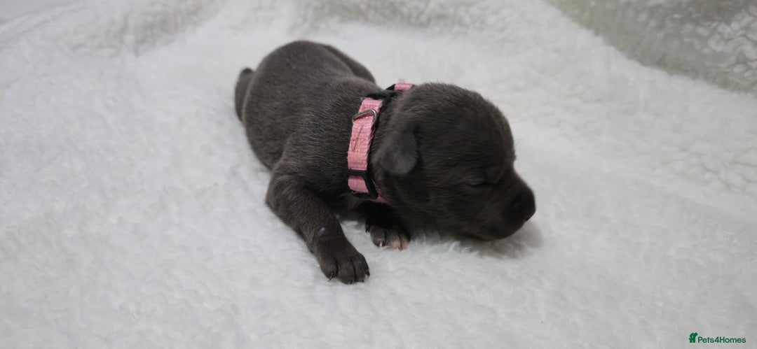 Staffordshire Bull Terrier dogs for sale:  Blue Staffy puppies for sale KC REGISTERED  - Image 7