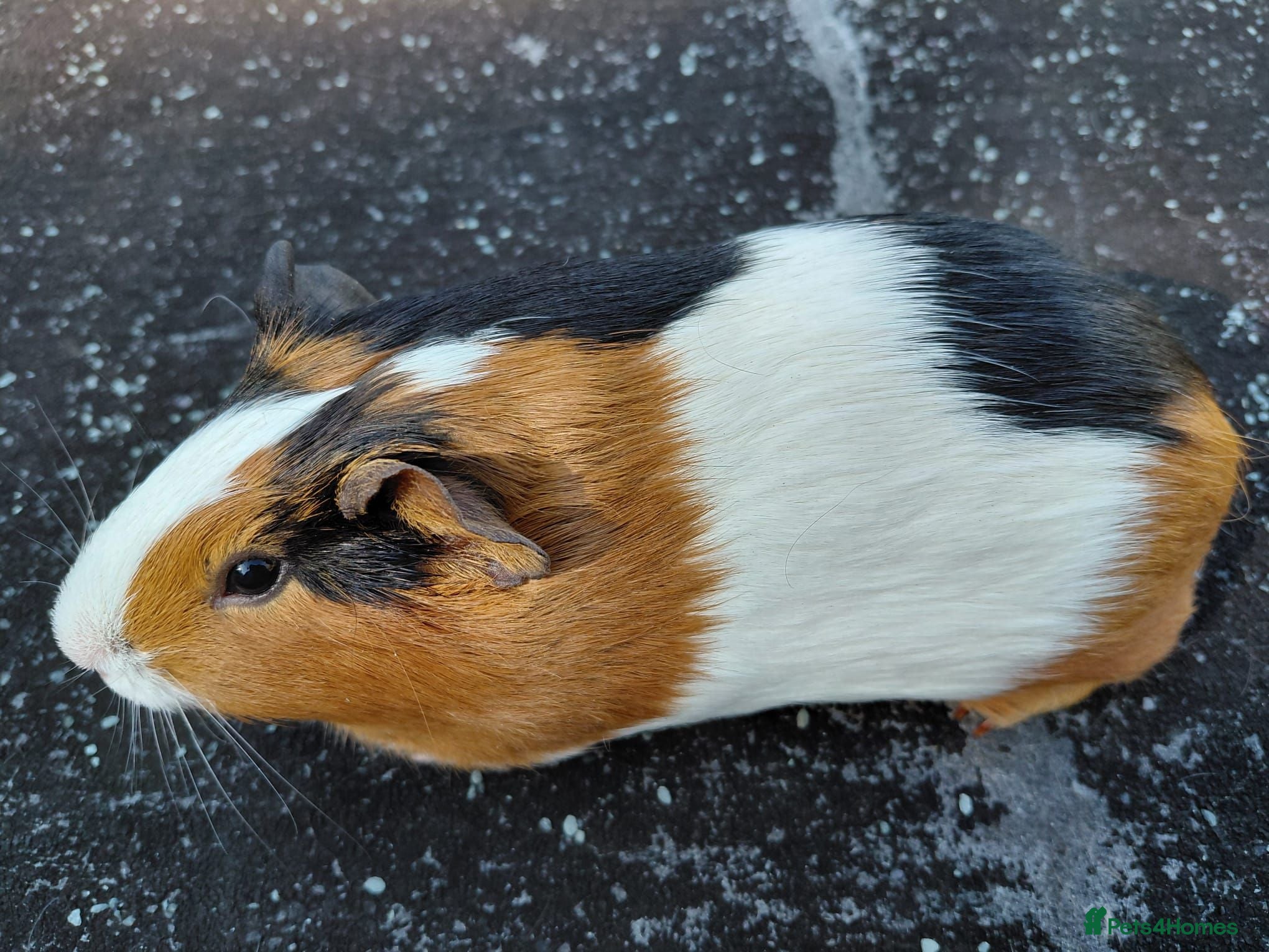 Guinea Pig rodents Pretty female guinea pigs for sale  - Advert 2