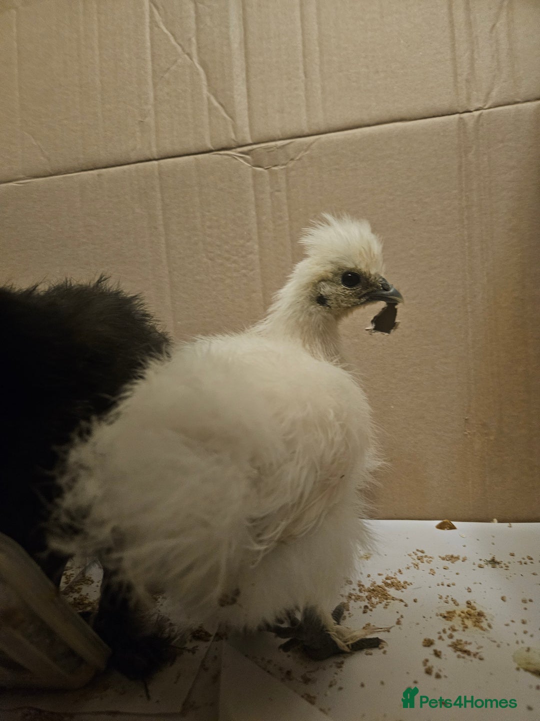 Chickens poultry for sale: Baby Purebred Silkies For Sale ✨️ - Advert 7