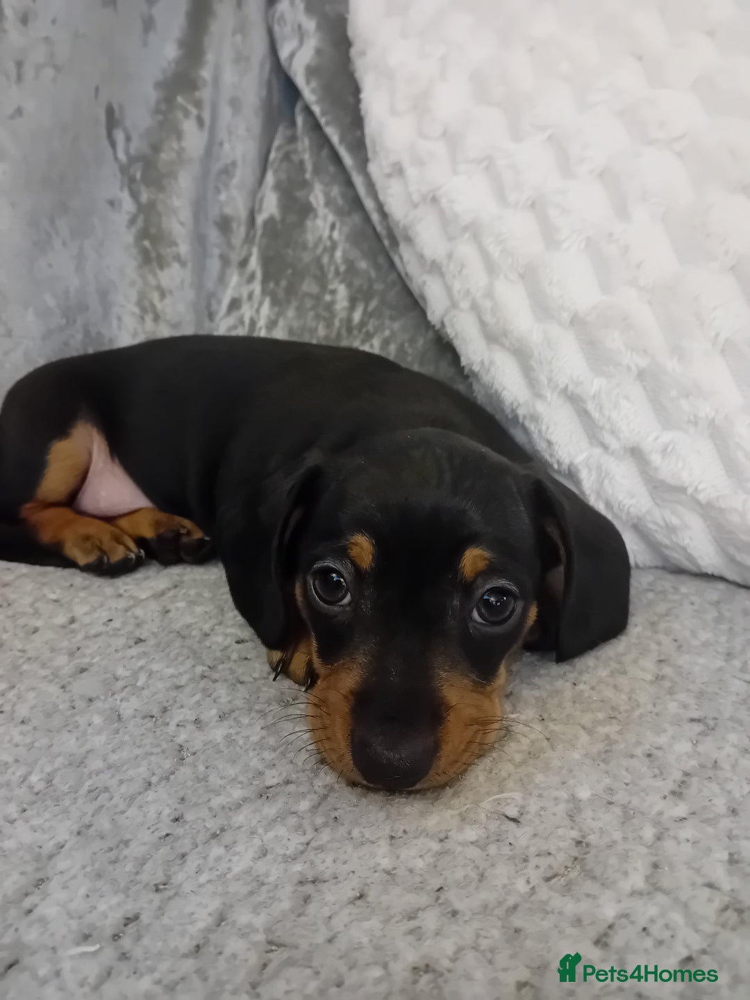 Dachshund dogs for sale: 3 beautiful dachshund puppies  - Advert 7