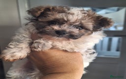 Mixed Breed dogs for sale: CHICHON MALE PUP *READY NOW  - Image 4