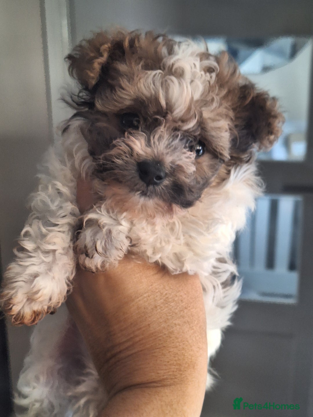 Mixed Breed dogs for sale: CHICHON MALE PUP *READY NOW  - Image 4
