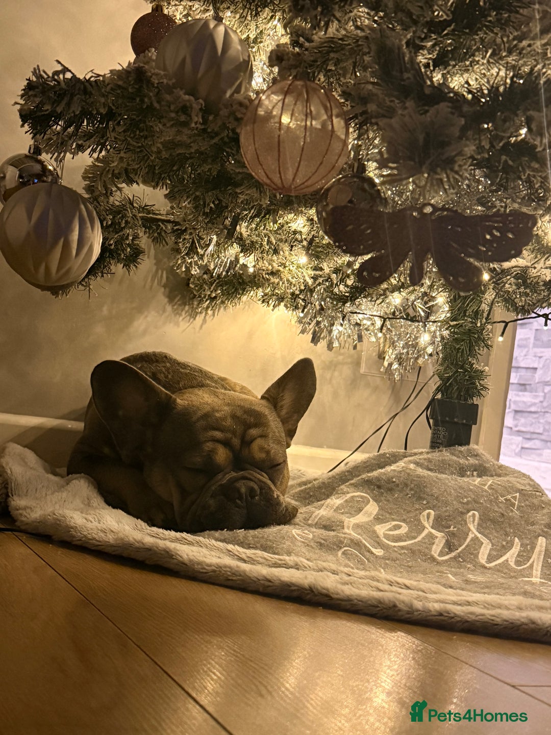 French Bulldog dogs for sale: French bulldog  - Advert 2