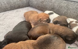 Mixed Breed dogs for sale: Shih tzu x patterdale puppies - Advert 6
