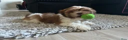 Shih Tzu dogs for sale: 11 week old Male Shihtzu  - Advert 5