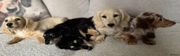 Miniature Dachshund dogs for sale: KC cream dachshunds  - Advert 14