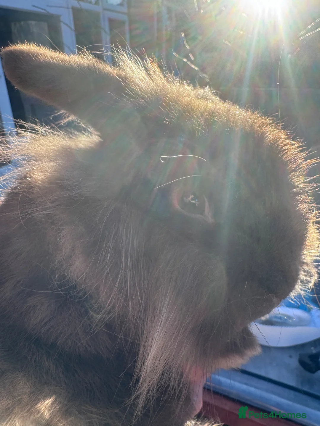 Mini Lop rabbits for sale: Mix breed males  - Advert 2