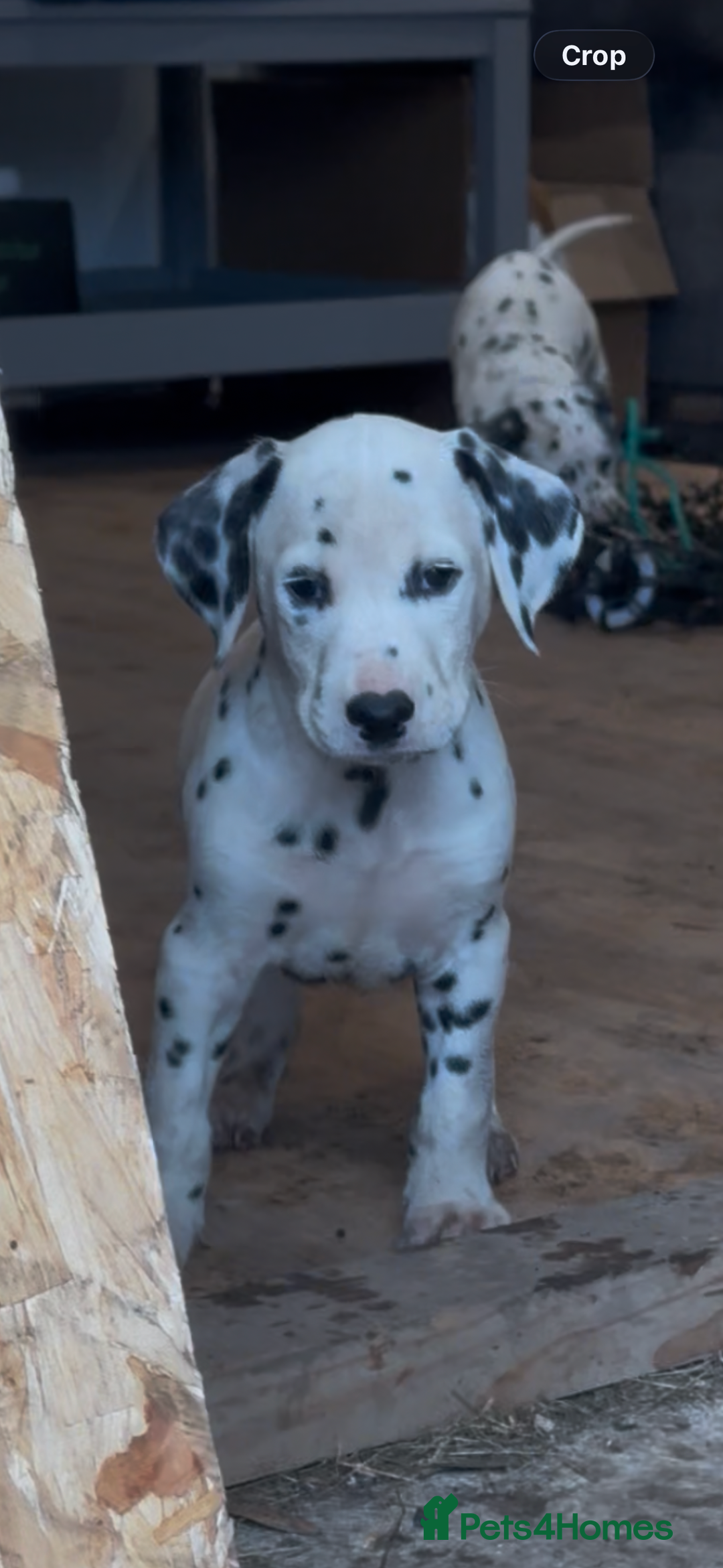 Dalmatian dogs for sale: 🐾2 left🐾 top pedigree pups - Advert 1