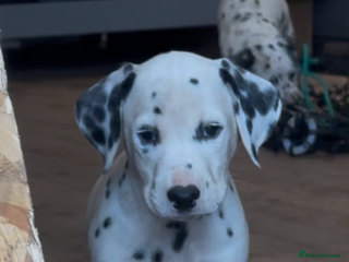 Dalmatian dogs 🐾2 left🐾 top pedigree pups - Advert 5