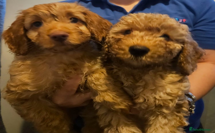 Cockapoo dogs - Advert 9