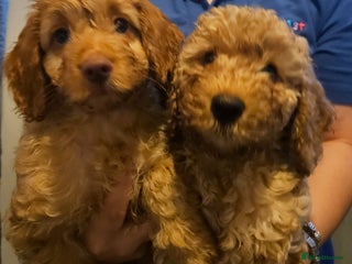 Cockapoo dogs - Advert 4