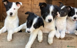 Border Collie dogs for sale: Pure border collies ready now  - Image 5